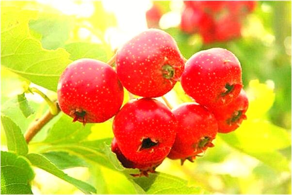 夢見為什麼會蛇追趕是凶兆還是吉兆_周公解夢官網