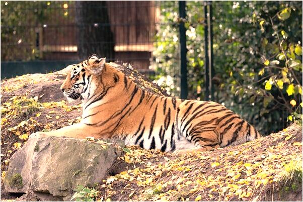 夢到自己和女朋友分手有什麼寓意嗎_周公解夢官網