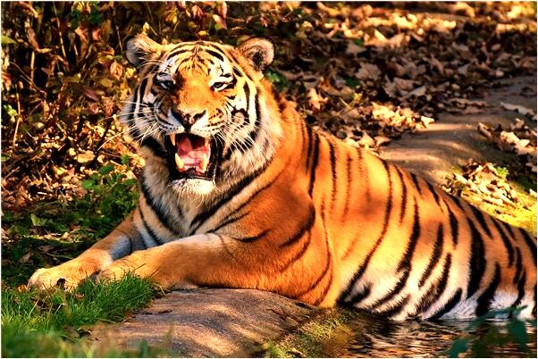 夢到掏大糞會怎么樣_周公解夢官網