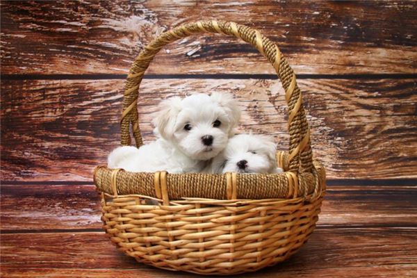 夢見養狗是什麼意思_周公解夢