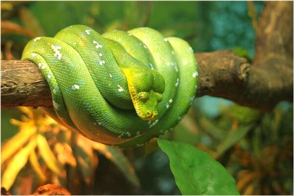 夢到了和異性好友吵架是什麼預兆？_周公解夢官網