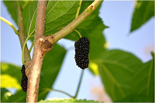 夢到小偷摸包預示什麼_周公解夢官網