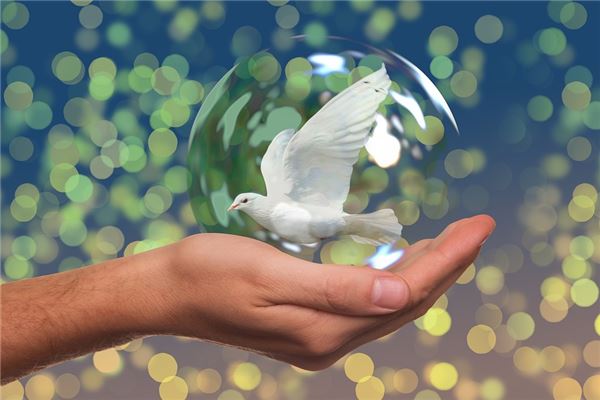 夢到幼鴿有什麼預示嗎_周公解夢