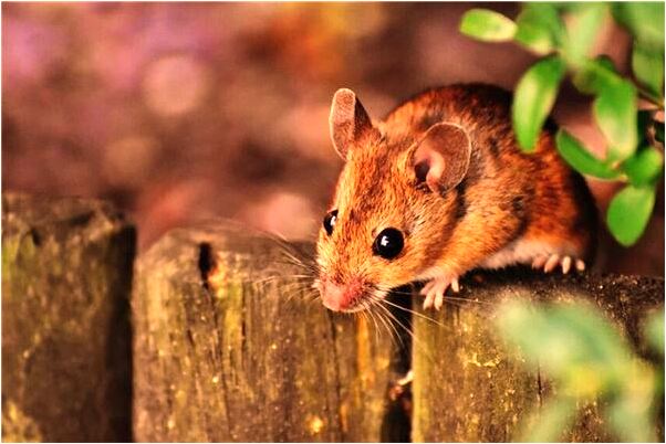 夢到給仙家上香意味著什麼_周公解夢官網