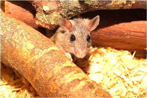 夢到了我女兒死了很傷心預示什麼_周公解夢官網