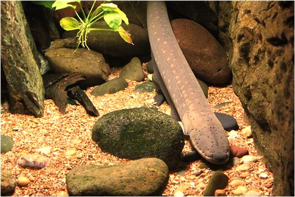 夢到了多年前的同學什麼寓意_周公解夢官網