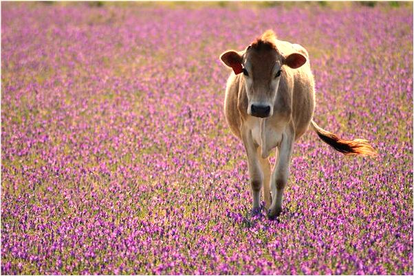 夢到老婆拿刀逼著離婚啥意思_周公解夢官網