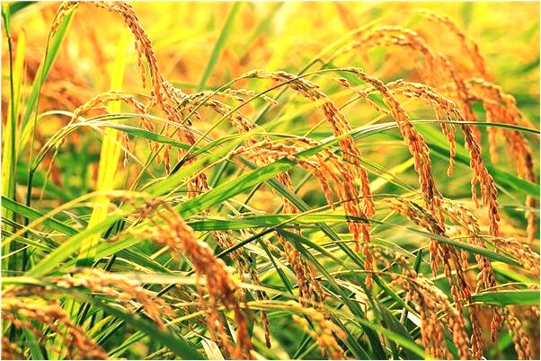 夢到了男友連續放屁會有什麼預兆_周公解夢官網