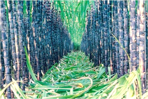 夢到了小區旁邊有很多人露天泡澡是什麼兆頭_周公解夢官網