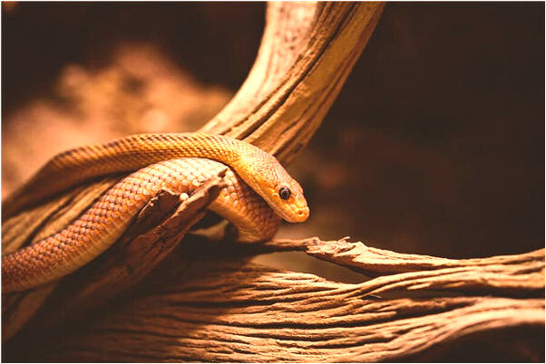 夢到了黃色小壓是好事還是壞事_周公解夢官網