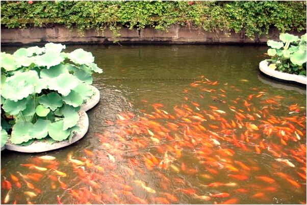 夢到了好多留長鬍子的佛祖有什麼意思嗎_周公解夢官網