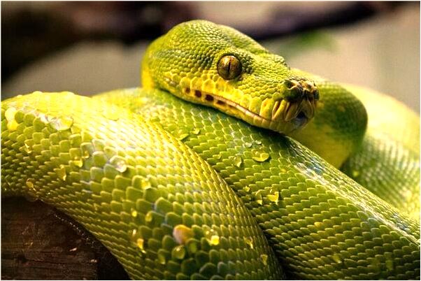 夢到了給人挖耳屎怎么說_周公解夢官網