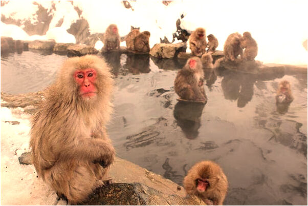 夢見別人家裡有上千斤山嵖有什麼預示嗎_周公解夢官網