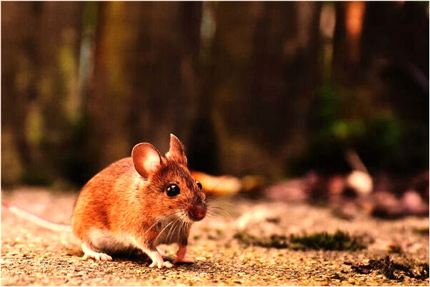 夢到家裡好多花生殼瓜子殼預示著什麼_周公解夢官網