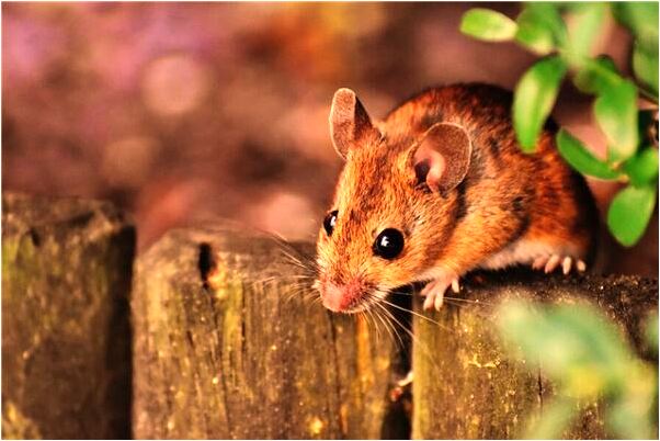 夢到了大熊貓吃苞米有什麼預示嗎_周公解夢官網