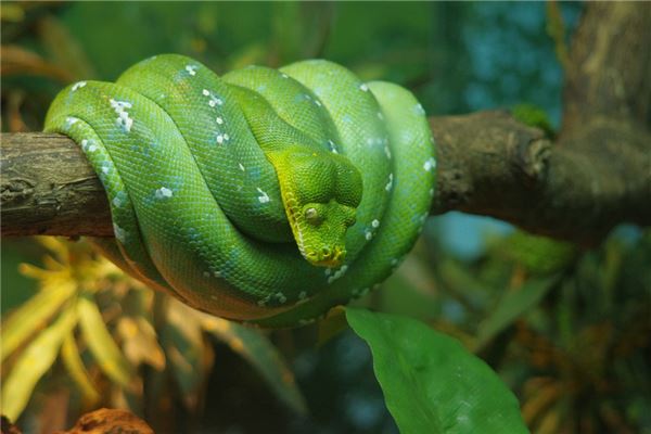 孕婦夢到蛇是男孩女孩_周公解夢