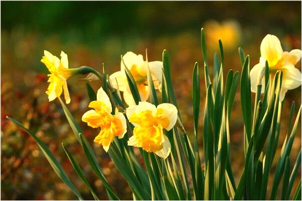 夢到了親人為自己抓魚是什麼兆頭_周公解夢官網
