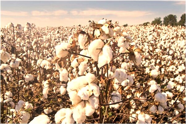 夢到撿雞蛋黃是好是壞_周公解夢官網