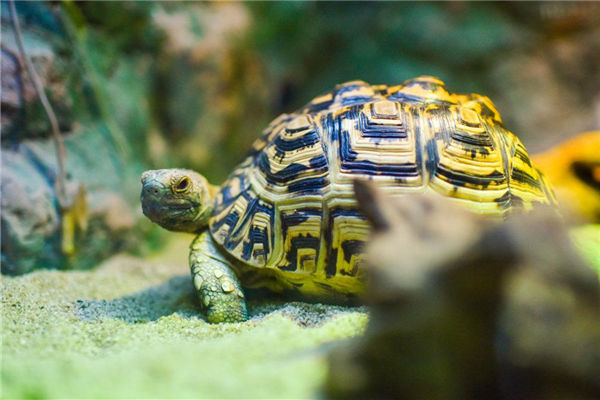 夢到大烏龜預示著什麼_周公解夢