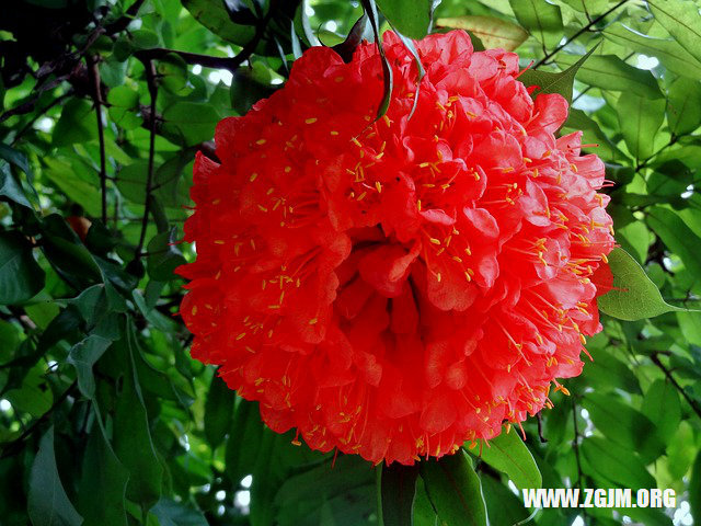 夢見吃豆子_周公解夢夢到吃豆子是什麼意思_做夢夢見吃豆子好不好_周公解夢官網