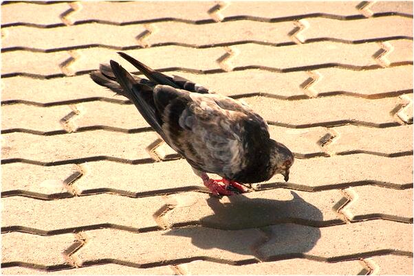 夢到鳥蛋還抓了只好大的鳥什麼預兆_周公解夢官網