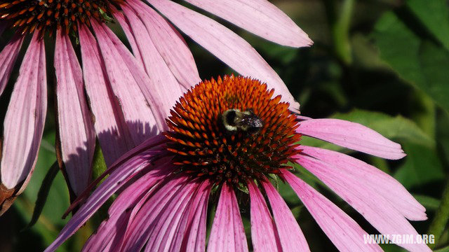 夢見了做牙齒_周公解夢夢到了做牙齒是什麼意思_做夢夢見了做牙齒好不好_周公解夢官網