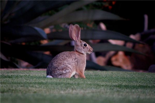 1975年屬兔人2021年運勢及命運 47歲生肖兔在牛年每月運程如何_十二生肖
