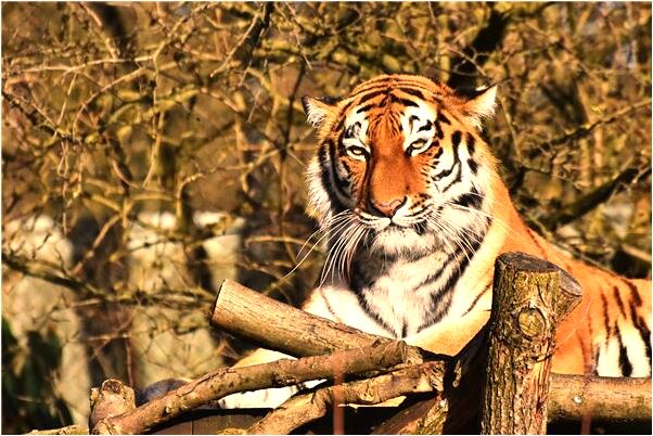 夢到了樹上結滿香蕉和桔子是什麼徵兆_周公解夢官網