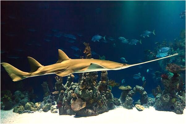 夢到考試看不懂題有什麼說法_周公解夢官網