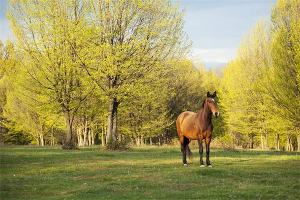 1990年屬馬2021年害太歲運勢如何 32歲牛年犯太歲如何化解劫難_十二生肖