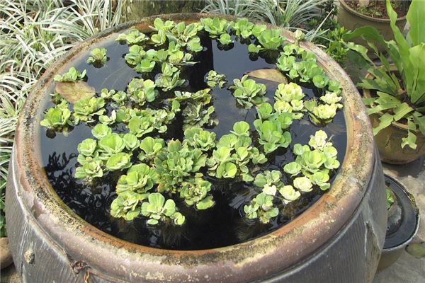 夢見砸缸有什麼寓意嗎_周公解夢