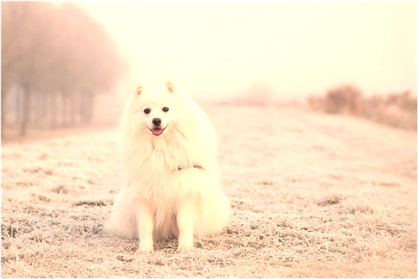 夢到了別人有小三是什麼意思？_周公解夢官網