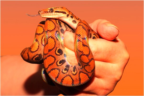 夢見姐姐和她的上司做愛有什麼含義_周公解夢官網