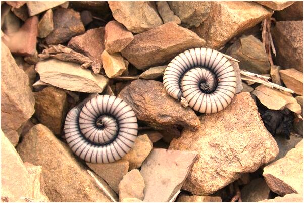 夢到過世的祖父要吃餅乾意味著什麼_周公解夢官網