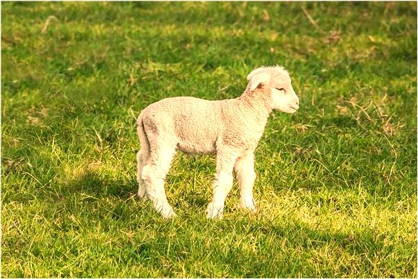 夢到自己的力量很大有什麼寓意嗎_周公解夢官網