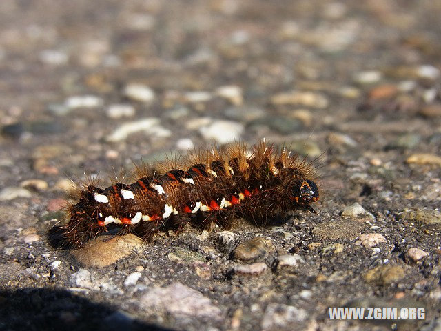 夢見自己有孩子了_周公解夢夢到自己有孩子了是什麼意思_做夢夢見自己有孩子了好不好_周公解夢官網