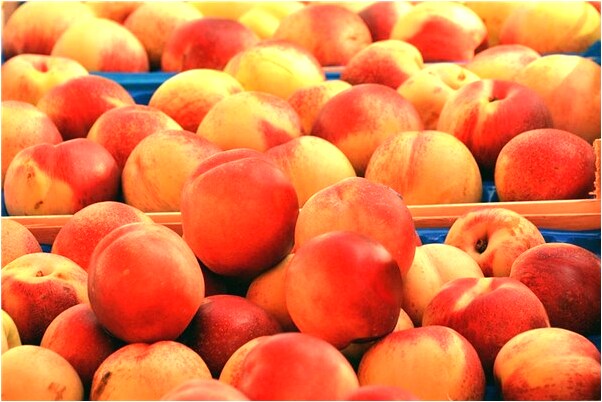 夢見自己吃的魚被貓吃了會是什麼預兆_周公解夢官網