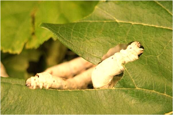 夢見自己懷孕要生了肚子很痛怎么說_周公解夢官網