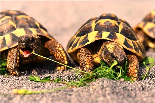 夢到了坐渡輪代表什麼_周公解夢官網