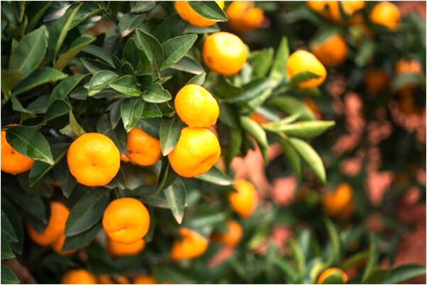 夢到親人訴苦預示什麼_周公解夢官網