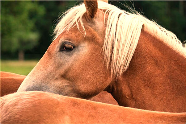 夢到了兩地來回跑是啥意思_周公解夢官網