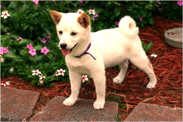 夢見經常小肚子疼後拉大便怎么說_周公解夢官網