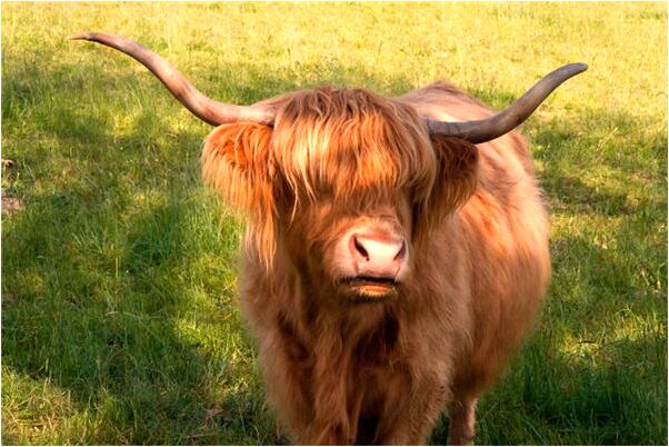 夢見以前的女同事來我家玩是什麼兆頭_周公解夢官網