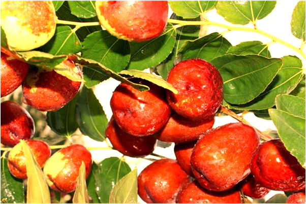 夢到和領導出差碰見家人是啥預兆_周公解夢官網