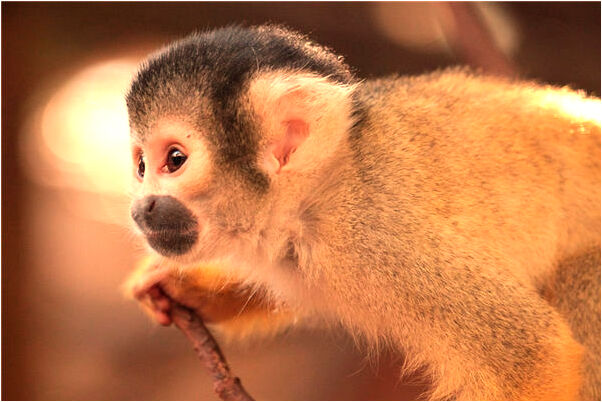 夢到了房子柱子滴水是什麼意思？_周公解夢官網