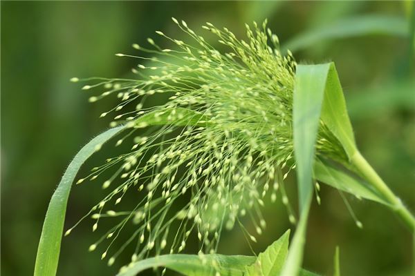 夢到粟米好不好_周公解夢