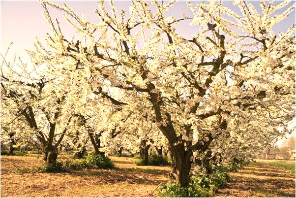 夢見璧版姇鏃犺礬意味著什麼_周公解夢官網