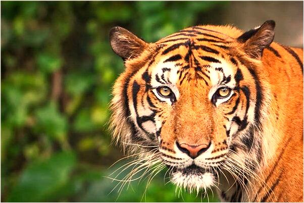 夢見被人緙脖子有何寓意_周公解夢官網