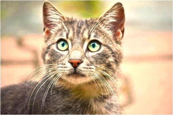 夢到了家裡的大門被人撬開了啥意思_周公解夢官網