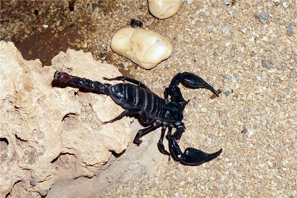 夢到被毒蠍子蜇了等待死亡預示著什麼_周公解夢